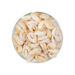 50 GRAMOS CARACOLES NATURALES CUENTAS
