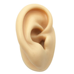PIEL DERECHA OREJA DE SILICONA
