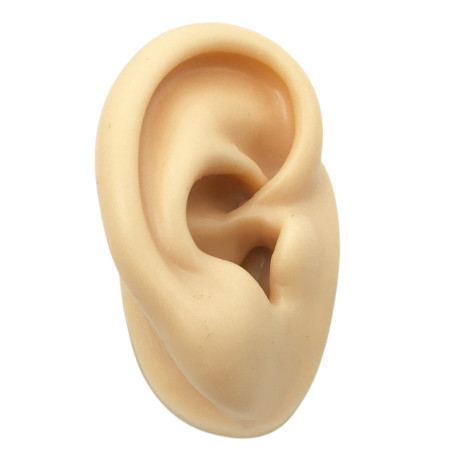 PIEL DERECHA OREJA DE SILICONA
